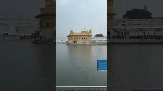 golden temple amritsar #shorts #goldentemple #amritsar #punjab  #temple ple