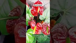 #මන්දිරේ_හදේ_ඔයා_තියාලා..❤️❤️ #2024_05_15 #plant #youtubeshorts #new අවශ්‍ය අය  0778299140 ☎️