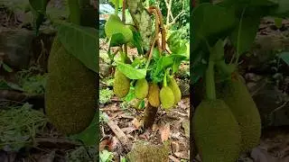 Lot of jackfruits on a small tree #fruits #plants #trees