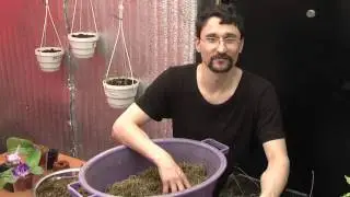 Доступный субстрат для стрептокарпусов. Часть 1