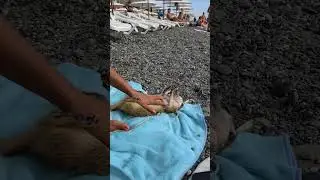 Греем пузико