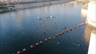 CISNES  VS  GANSO 13 02 2024  EXPO ZARAGOZA