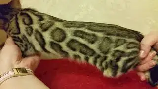 Дженни