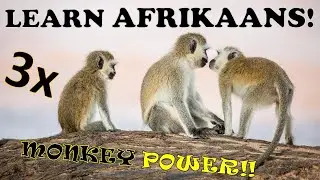 Learn Afrikaans! 3x Monkey POWER! (multiplication)