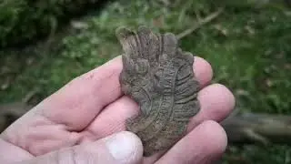 Лес под Ригой. Коп по войне. Немецкий орёл.