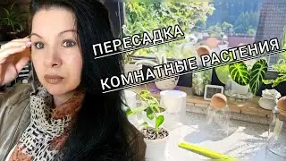 КОМНАТНЫЕ РАСТЕНИЯ БОЛЬШАЯ ПЕРЕСАДКА #цветы #flowers #garden #обзор #