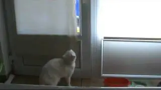 Кошка ушла.