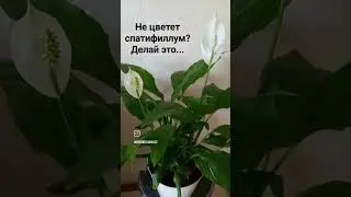Спатифиллум - женское счастье! Супер простой уход для цветения. #спатифиллум #женскоесчастье #shorts