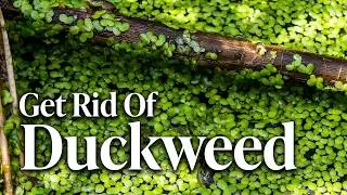 The Complete Guide to Duckweed in Ponds (Removal, Prevention & More)