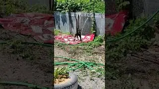 Водные процедуры или как охладить Зуму!)