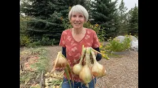 Top Vegetable Harvest Tips (2024) #33