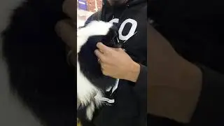 Um pouco de como foi a feira de animais exóticos aqui em Portugal