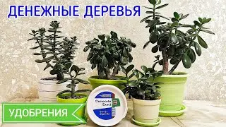 Osmocote fertilizer for money tree. Money tree. Crassula.