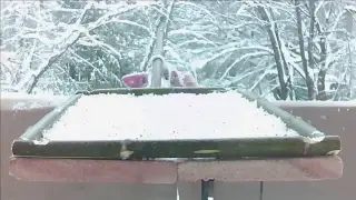 Bird feederwatch cam. Russia