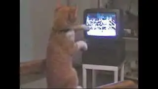 Кот смотрит бокс