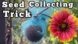 Seed Collecting Knowing What are Good Seeds, How to Collect Gaillardia Indian Blanket Flowers