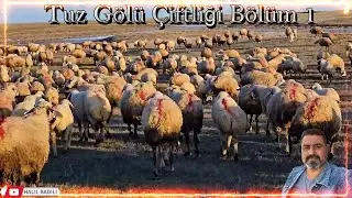 KOYUN, KUZU VE ENİKLER HARİKA - BÖLÜM 1