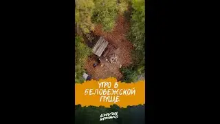 Утро в Беловежской Пуще #велопутешествие #байкпакинг #беларусь #беловежскаяпуща
