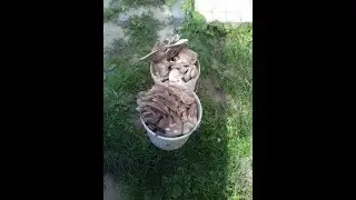 Грибы вешенка на пнях 9
