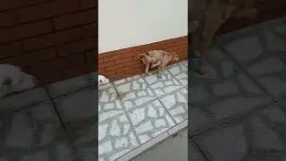 Nicole vamos sair logo daqui #şair #nicole #pets