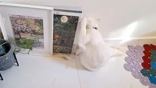 my cat loves to bite my diamond painting....cat video