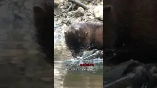 3 exóticas invasoras juntas
