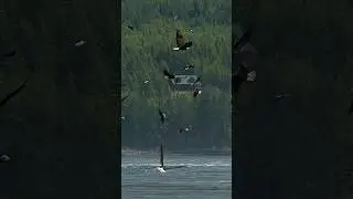 100s of eagles take part in a massive feeding frenzy. 