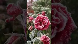 Уже несколько дней, у нас холодина по утрам/ Ленинградская область 