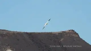 Egyptian Vulture in flight / רחם