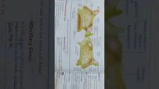 respiratory system lecture 2