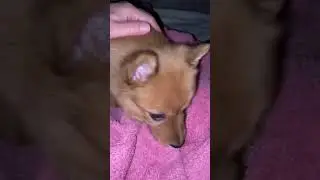 Сладкая булочка Ева. Щенок карело-финской лайки 1 месяц. 