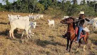 PRIMEIRA VEZ NA LIDA COM ÉGUA RECEM DOMADA! Vaca brava quis me pegar