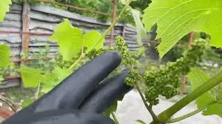 Хлороз, мільдью, кліщі, заморозки. Прищеплення, підживлення.