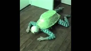 Dood van Harry Turtle
