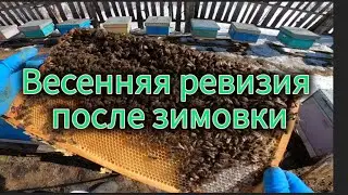 Первый осмотр пчёл после зимовки.  Проверяем засев и корма. Не забываем утеплять улья.