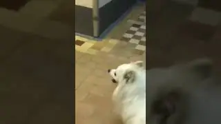 Шпиц поднимается по лестнице