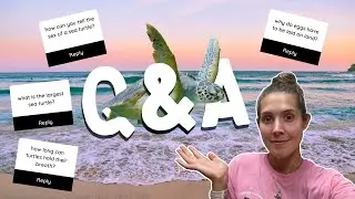TOP Questions Answered by a Sea Turtle Biologist!