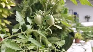 Growing Tomatoe plant  🌿