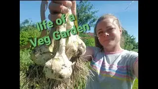 Life of a Vegetable Gardener (Wednesday)