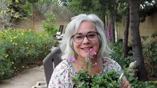 Shade Garden Tour | April 2021 | Shade Perennials in a Cottage Garden