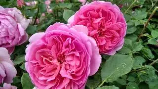 Удивительное цветение розы Boscobel.