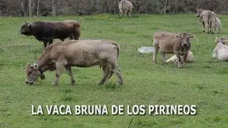 La vaca bruna de los Pirineos