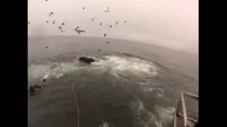 Divers almost end up in mouths of large whales  - almost eat  by whales
