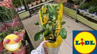 ARRIVAGE LIDL 18 JUIN 2024