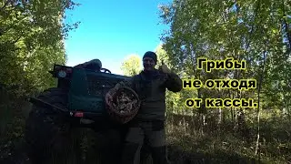 Грибы мостами. Ловушки собираю. Крышки ульев, теперь пчелам не промокнуть. Сказка в лесу.