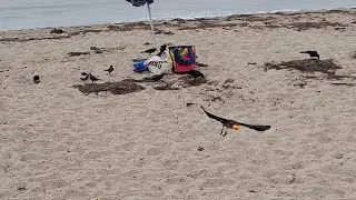 Birds Attack Puffy Cheetos