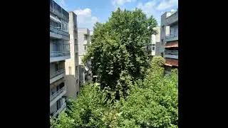 2019 the year of platanus