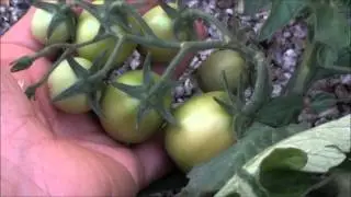Update on the February 28th, volunteer tomato video - Large fruit!