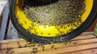 Swarm season is upon us!
