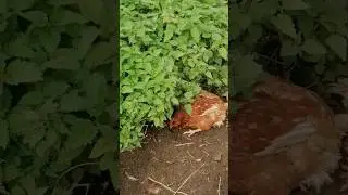 Шныряем и отдыхаем: режим труда и отдыха у несушек.